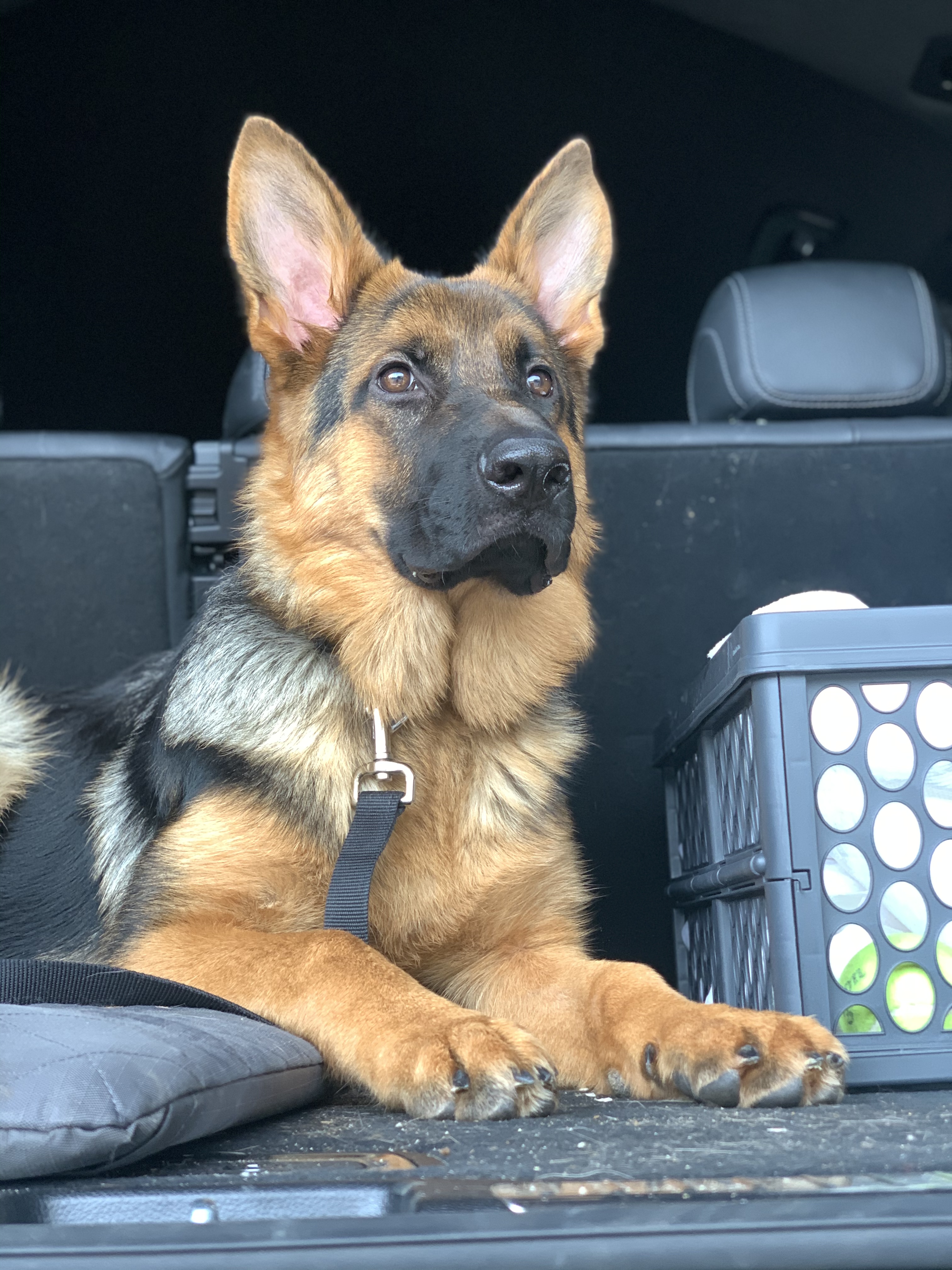 Lucy in the trunk